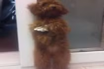 Chú chó “cute nhất Việt Nam"