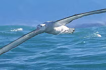 Hải âu có thể bay từ Hà Nội-New York không cần nghỉ