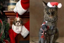 Động vật “thi nhau pose hình” đón Giáng sinh
