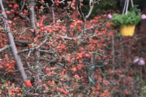 Mai đỏ màu Bắc dáng nam giá mềm hút khách