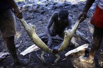 Một ngày đi săn cá sấu làm thịt của các thổ dân