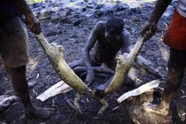 Một ngày đi săn cá sấu làm thịt của các thổ dân