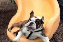 Chộp khoảnh khắc hài hước trong cuộc sống (50)