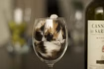 Mèo là một loại... “chất lỏng“