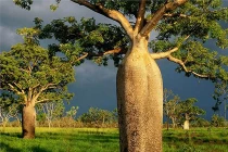 Những chuyện kỳ thú về loài cây lớn nhất thế giới