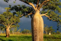 Những chuyện kỳ thú về loài cây lớn nhất thế giới