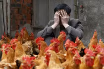 Báo động đỏ, H7N9 “lây từ người sang người” 