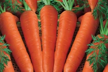 Sung sức với 10 loại rau quả giao mùa