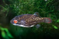 Điểm mặt những loại hải sản ăn là nhập viện, tử vong