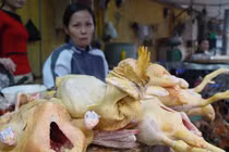 Gà “kháng sinh” đe dọa sức khỏe người tiêu dùng