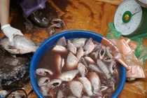 Kinh hoàng bún cá bẩn từ A đến Z