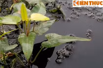 Khảo sát nơi trồng rau Hà Nội: Kinh hoàng nguồn nước bẩn