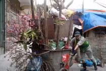 Chưa hết Tết, đào đã “khoe sắc” ngoài bãi rác