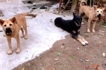 Hoang mang đàn chó “lạ” tấn công người điên dại