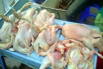 Kinh hoàng hậu họa ăn gà “kháng sinh”