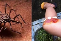 Cách nhận biết, tiêu diệt và phòng tránh bọ xít hút máu 