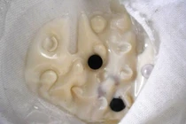 Những “vật thể lạ” trong áo ngực khiến chị em khiếp vía