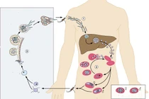 Cảnh báo nguy cơ kháng thuốc sốt rét ở nhiều địa phương