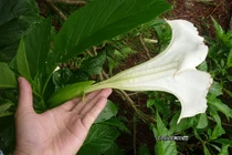 Cận cảnh “hoa thôi miên” làm 4 người nhập viện ở Lâm Đồng