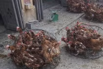 Căng dây đàn chống cúm gia cầm H7N9, H5N1 ở VN