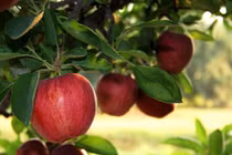 12 loại rau, củ, quả dễ nhiễm thuốc trừ sâu nhất