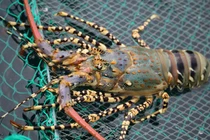 Giá tôm hùm bất ngờ hạ nhiệt dù sắp đến Tết Dương lịch 