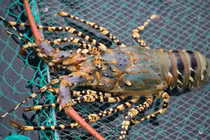 Giá tôm hùm bất ngờ hạ nhiệt dù sắp đến Tết Dương lịch 