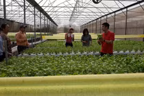 Chàng trai bỏ việc ngân hàng lương cao về trồng rau lãi 100 triệu/tháng