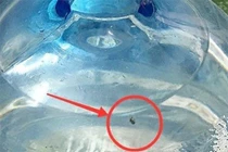 Khách hàng hoảng hồn phát hiện bình nước Lavie 19 lít có vật thể lạ nghi xác ruồi phân huỷ