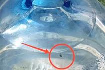 Khách hàng hoảng hồn phát hiện bình nước Lavie 19 lít có vật thể lạ nghi xác ruồi phân huỷ