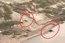 Bàng hoàng phát hiện thi thể nghi cha con tử vong dưới chân cầu Ngọc Tháp