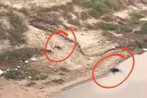 Bàng hoàng phát hiện thi thể nghi cha con tử vong dưới chân cầu Ngọc Tháp