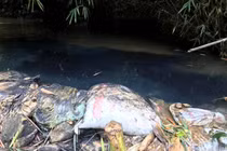 Bắt giữ 2 nghi phạm đổ dầu gây ô nhiễm nước sông Đà