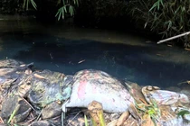 Bắt giữ 2 nghi phạm đổ dầu gây ô nhiễm nước sông Đà