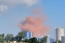 Xuất hiện bụi hồng chưa từng thấy ở Dung Quất