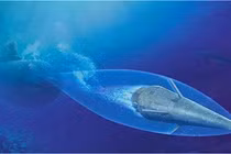 Sức hấp dẫn của "tên lửa" dưới nước Shkval của Nga