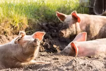 Thiếu nữ tử vong trong chuồng lợn, lộ bí ẩn gây phẫn nộ