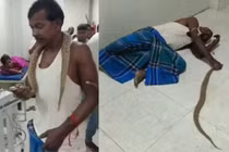 Bị rắn độc cắn, người đàn ông làm điều khiến bác sĩ khiếp sợ