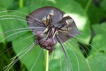 Loài hoa trông như giám ngục của quỷ dữ, nhìn thôi cũng sợ