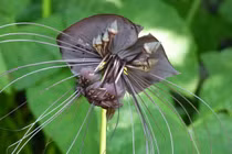 Loài hoa trông như giám ngục của quỷ dữ, nhìn thôi cũng sợ