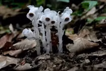 Loài hoa âm phủ đẹp ma mị, có tác dụng chữa bệnh cực quý