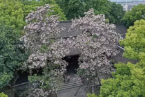 Loại cây được xem là 'thần thụ', có khả năng kết nối âm dương 