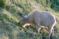 Quái vật thần thoại xuất hiện, cực quý hiếm gây xôn xao