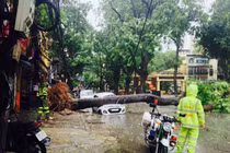 Hà Nội: Gió giật, mưa to khiến 537 cây đổ (*)