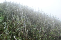 Tin mới nhất không khí lạnh: Nhiệt độ Mẫu Sơn -2,1 độ C