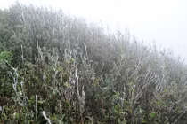 Tin mới nhất không khí lạnh: Nhiệt độ Mẫu Sơn -2,1 độ C