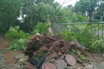 Phượng đổ gãy tràn lan ở Hà Nội sau bão số 1