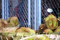 Thương lái TQ mua sầu riêng non, dân ồ ạt đi trồng 