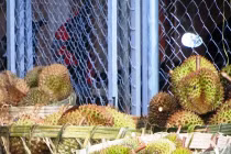 Thương lái TQ mua sầu riêng non, dân ồ ạt đi trồng 