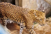 Đã phát hiện 2 con báo hoa mai tại Lâm Đồng